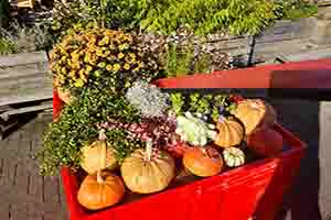 Kürbisse im Herbst